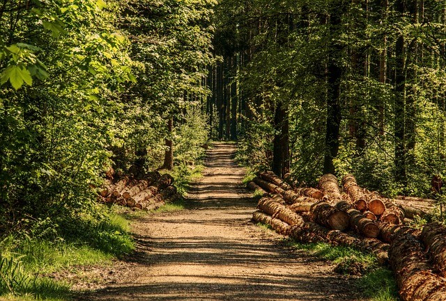 SPD-Einsatz ermöglicht Sanierung der Waldbröler Waldwege