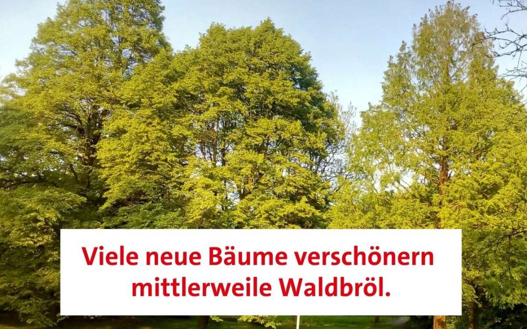 Wir kämpfen weiter für eine verbindliche Baumschutzsatzung in Waldbröl.