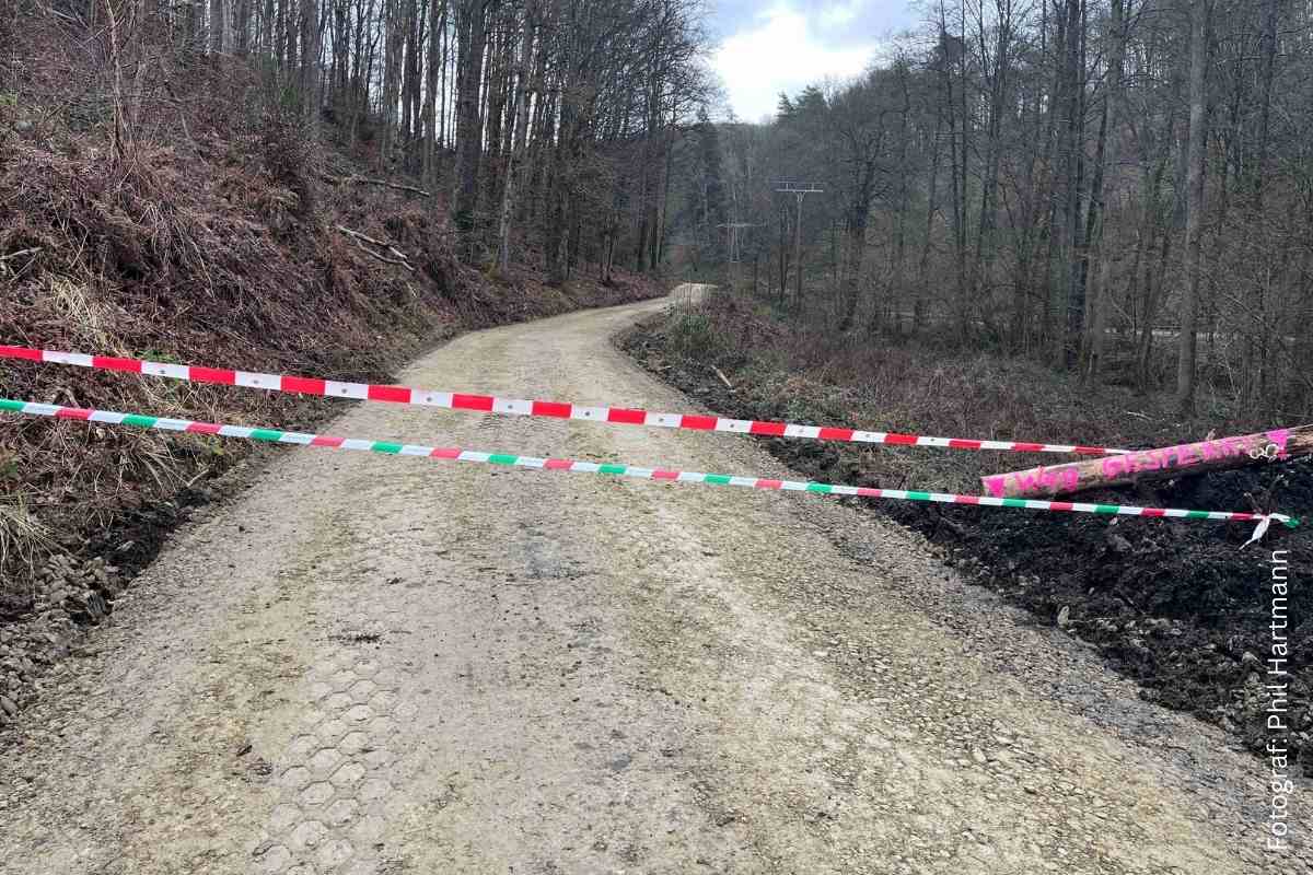 Update Sanierung Waldwege