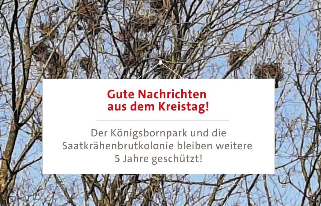 Der Königsbornpark und die Saatkrähenbrutkolonie bleiben weitere 5 Jahre geschützt!
